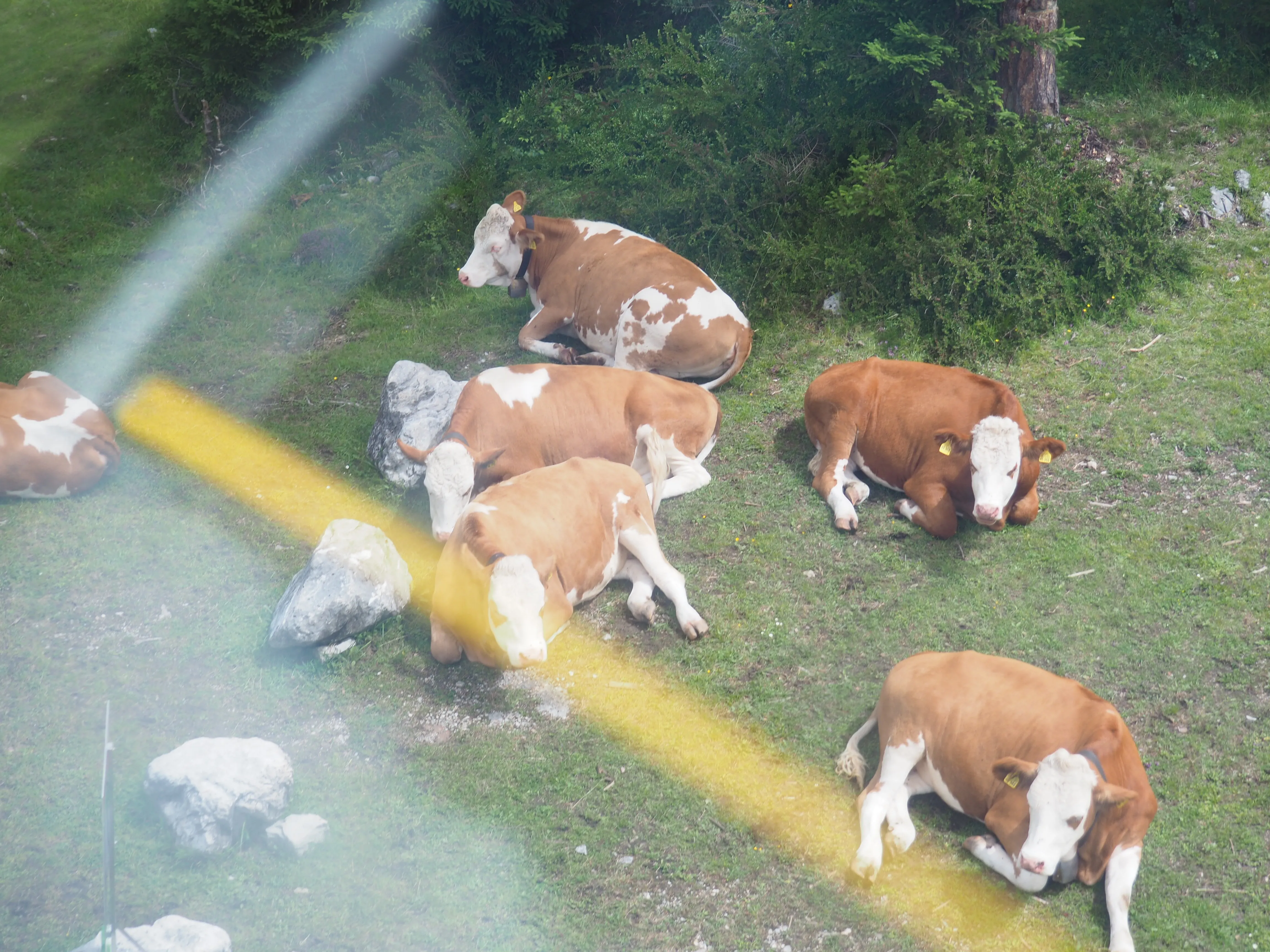 A herd of cows sitting on a grassy hill.